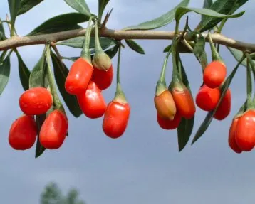 Goji XXL