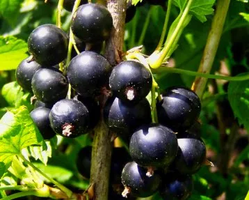 Cassis – Noir de Bourgogne