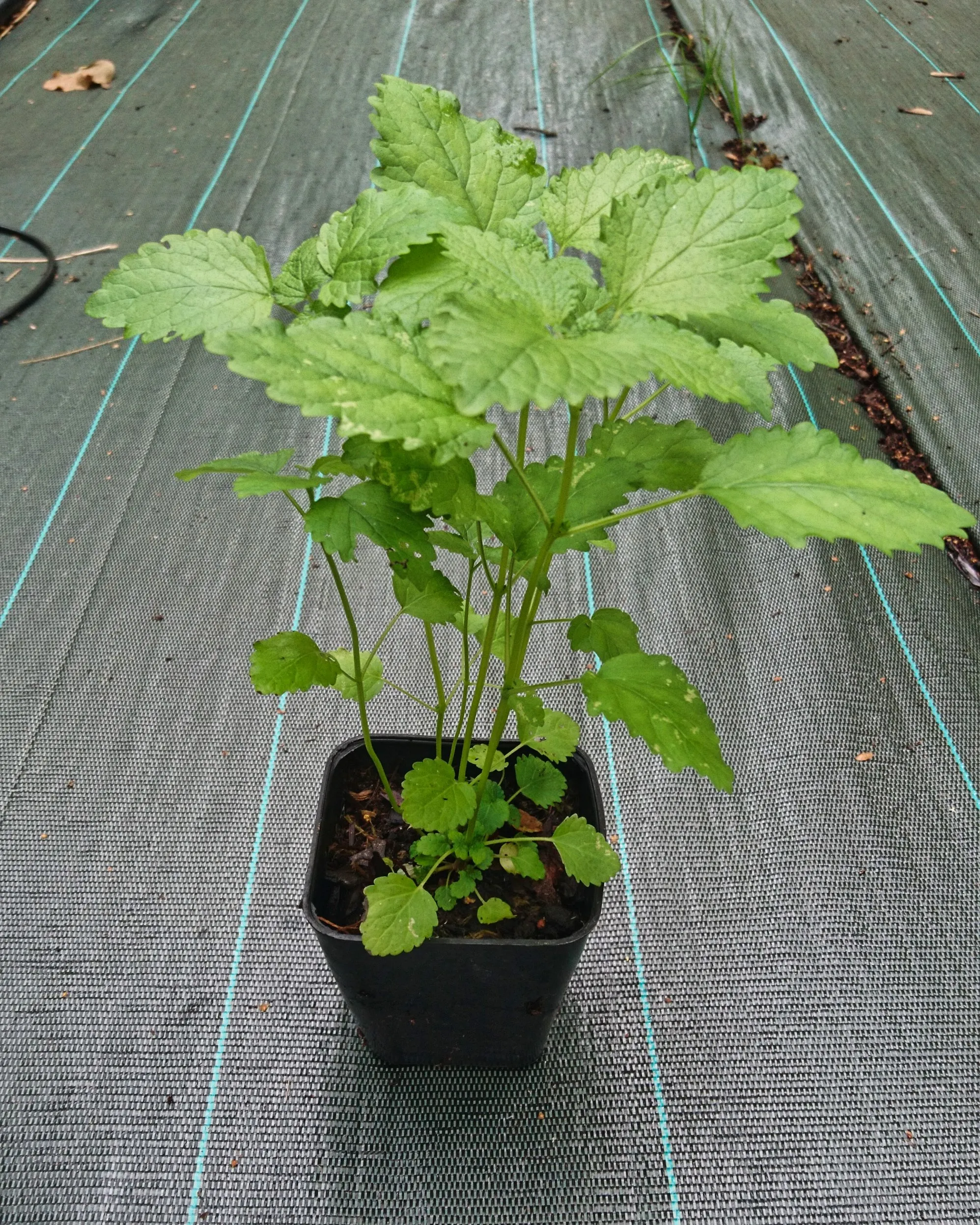 Mélisse citron Quedlinburger Niederliegende