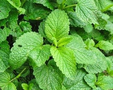 Mélisse citron Quedlinburger Niederliegende