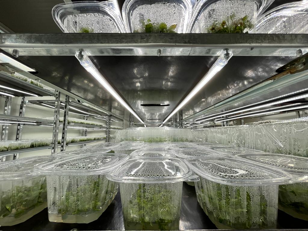 Chariot de culture amovible avec kit d'éclairage LED et bacs à eau Germination Greffage Bouture  ORLANDELLI