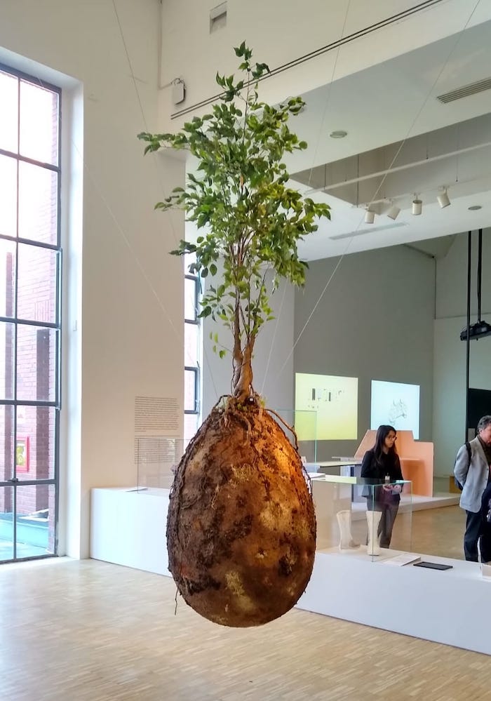 CONCEPT Capsule funéraire biodégradable CAPSULA MUNDI