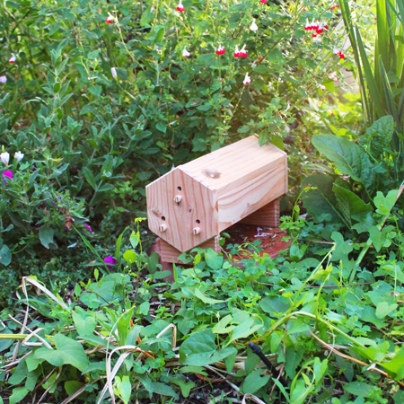 Coccilodge - Nichoir à coccinelles & Cie SYMBIOSPHÈRE