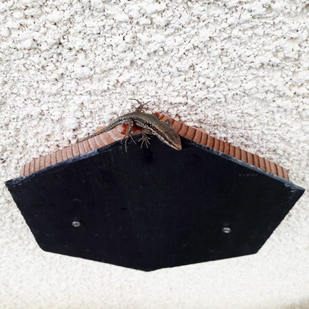 Lezardbox - Nichoir à lézards des murailles & Cie SYMBIOSPHÈRE