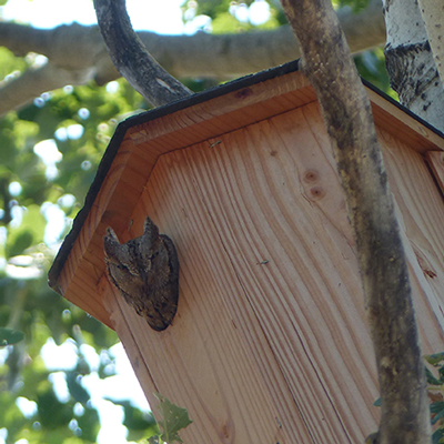 Maxi-Avibox (taille1) - Nichoir à chouettes chevêches & Cie SYMBIOSPHÈRE