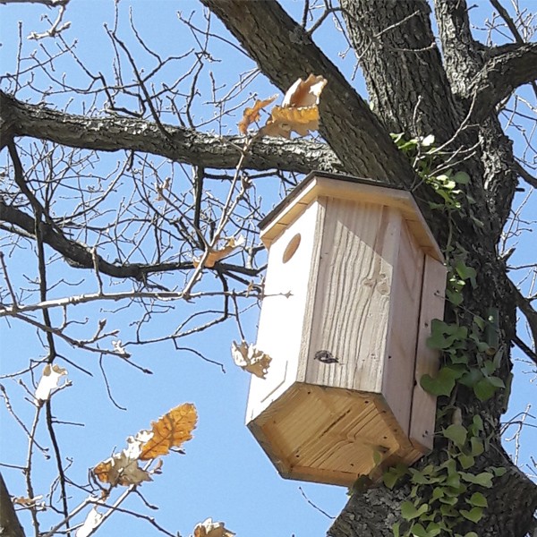 Maxi-Avibox (taille1) - Nichoir à chouettes chevêches & Cie SYMBIOSPHÈRE