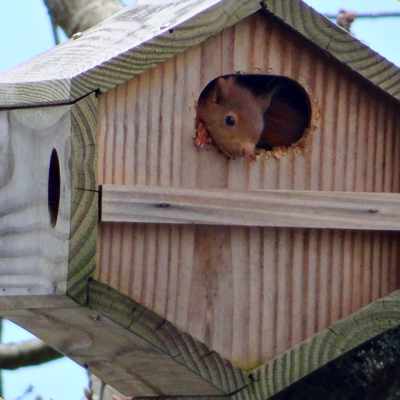 Squihotte - Refuge à écureuils SYMBIOSPHÈRE