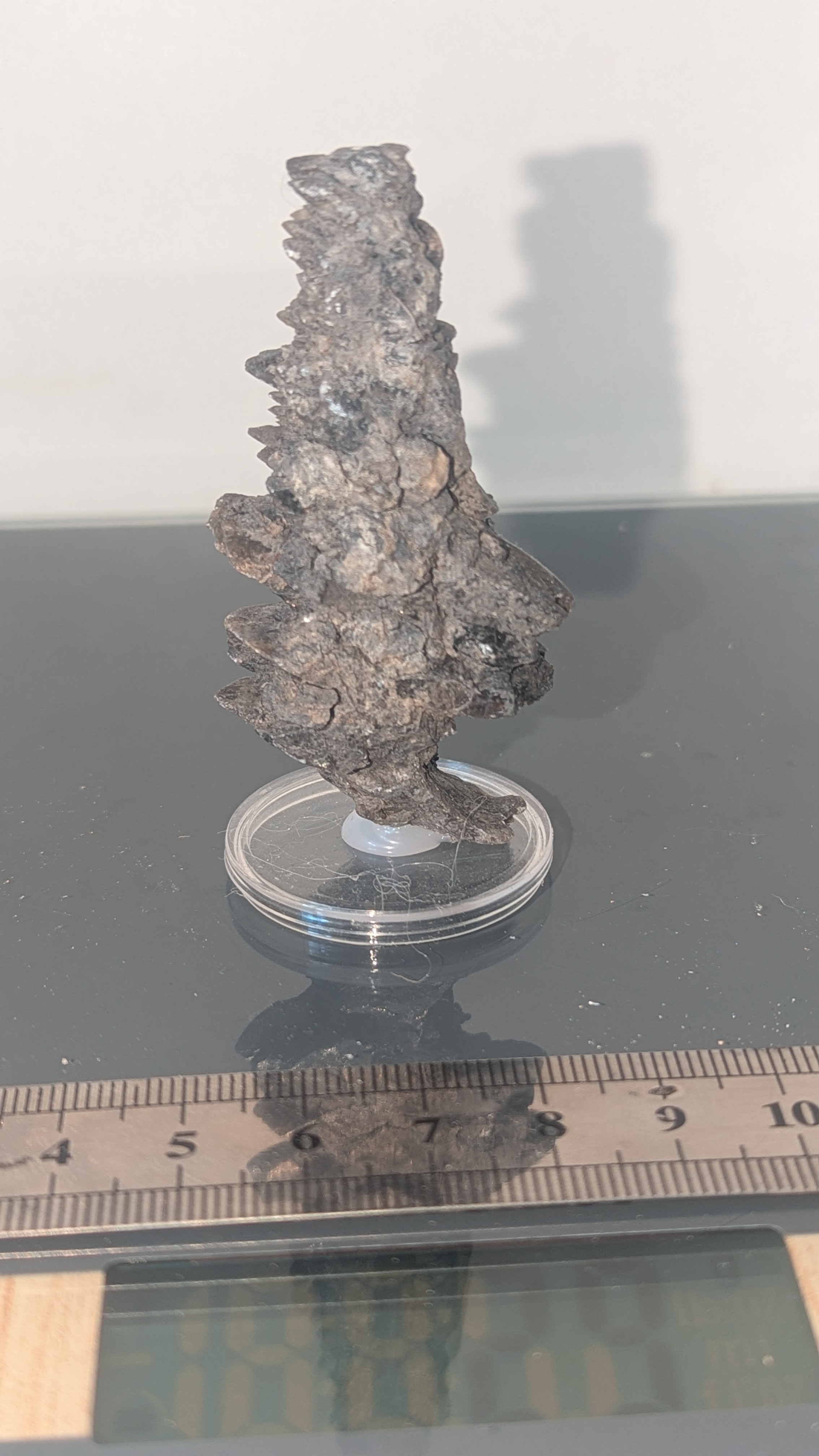 Gypse sapin, 7*3.5*1.5cm , 30gr, Aude.