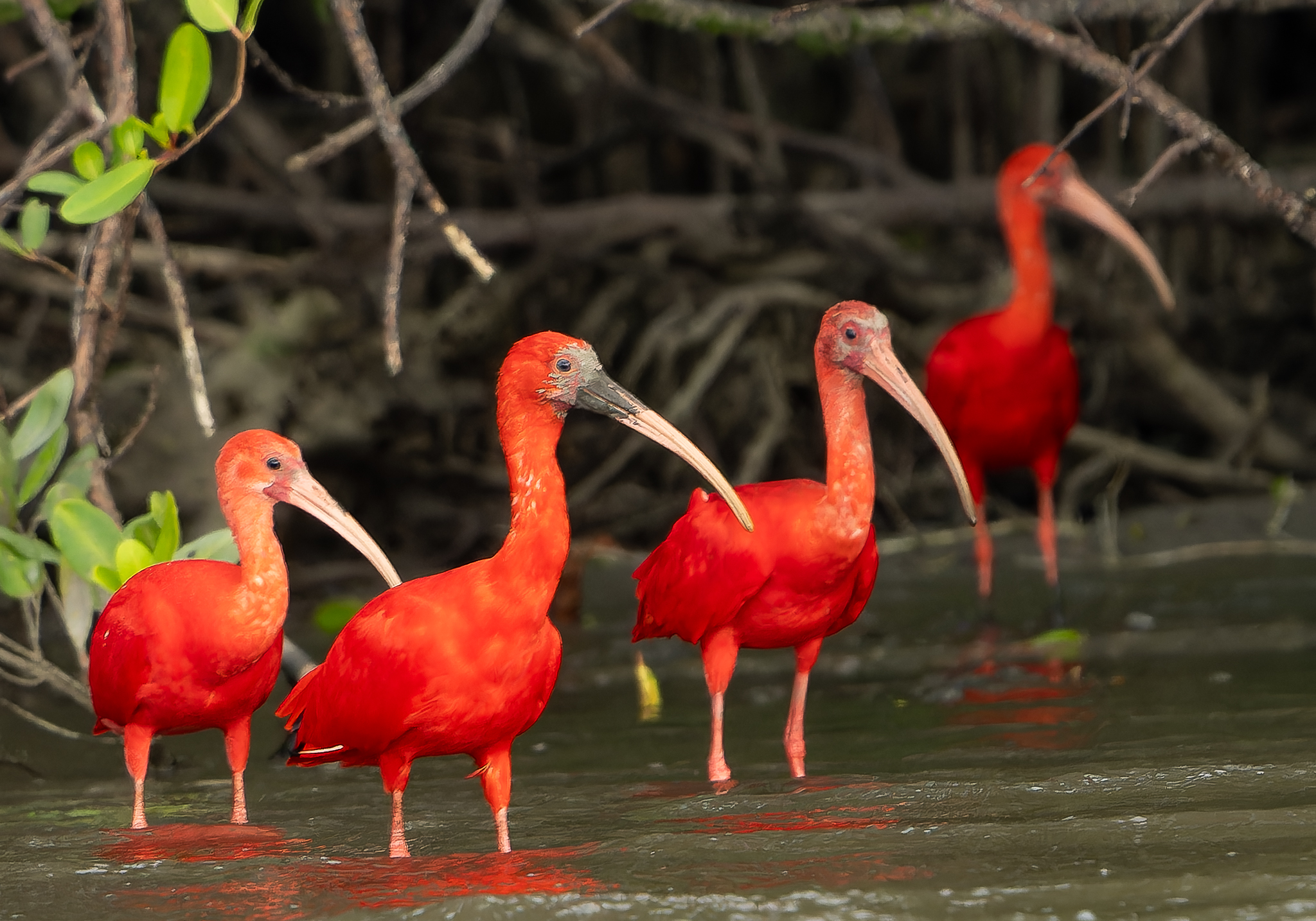 Untouched Coast - Brazil pristine mangroves and beach