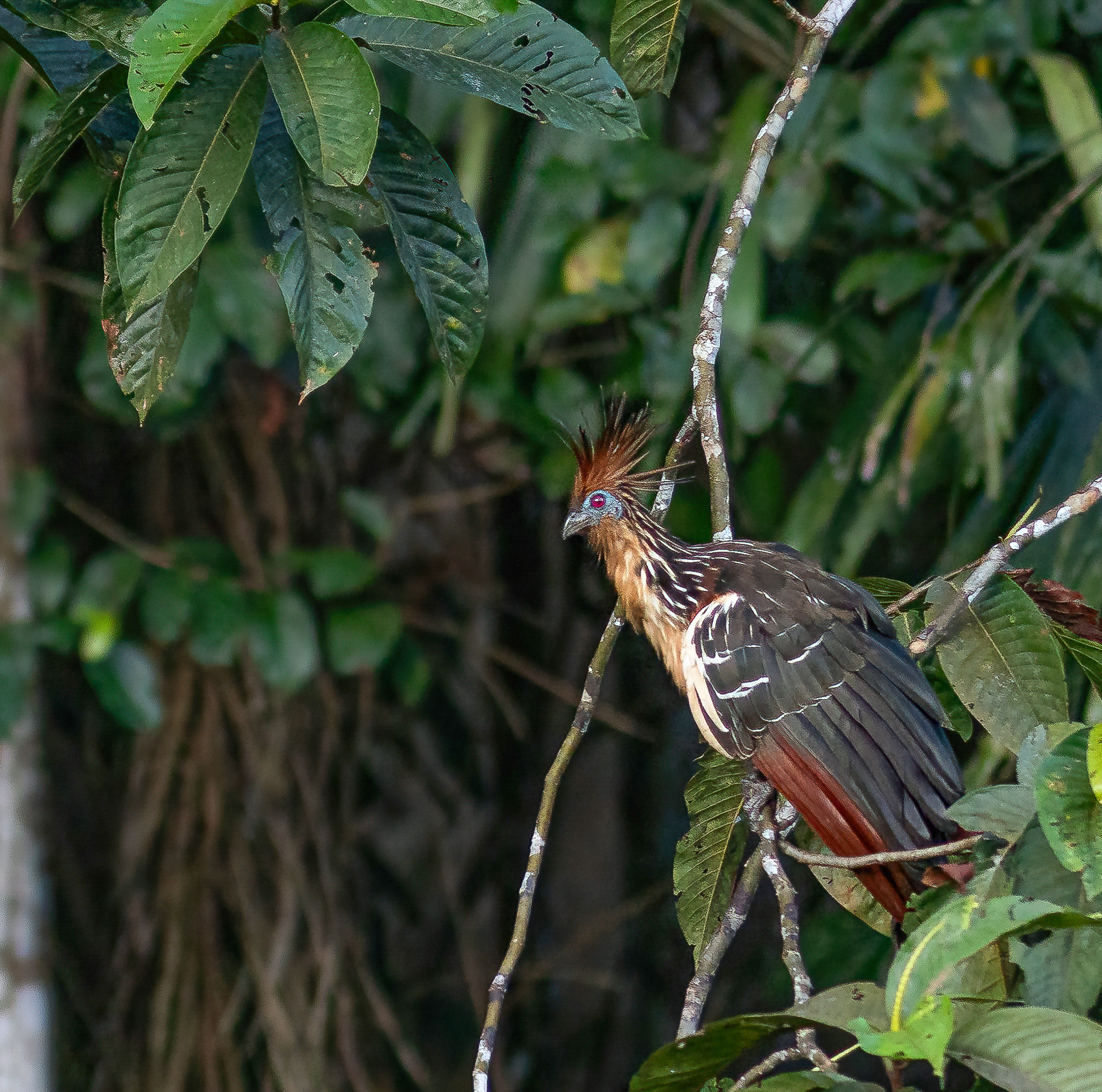 Amazon Rainforest