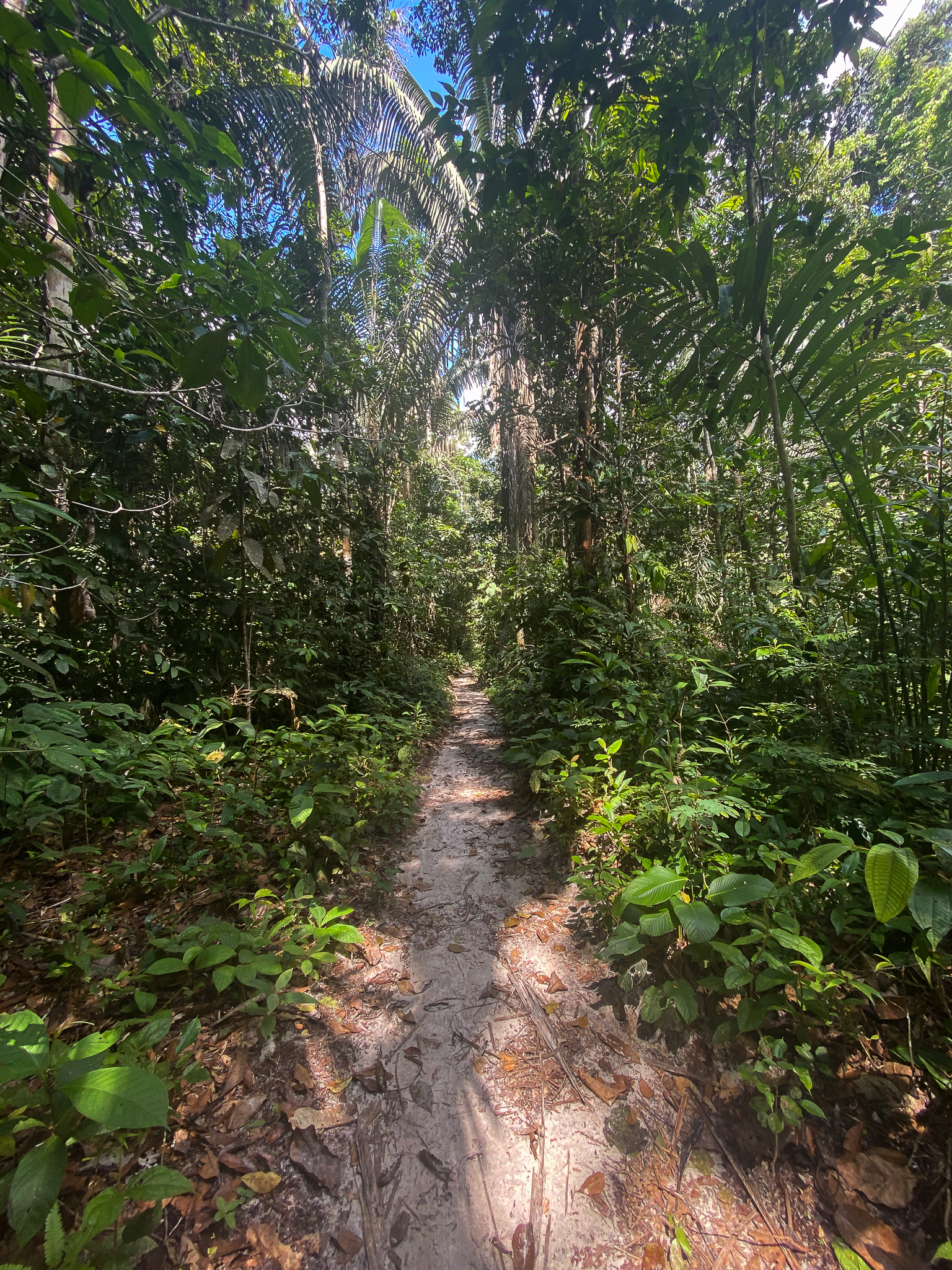 Amazon Rainforest