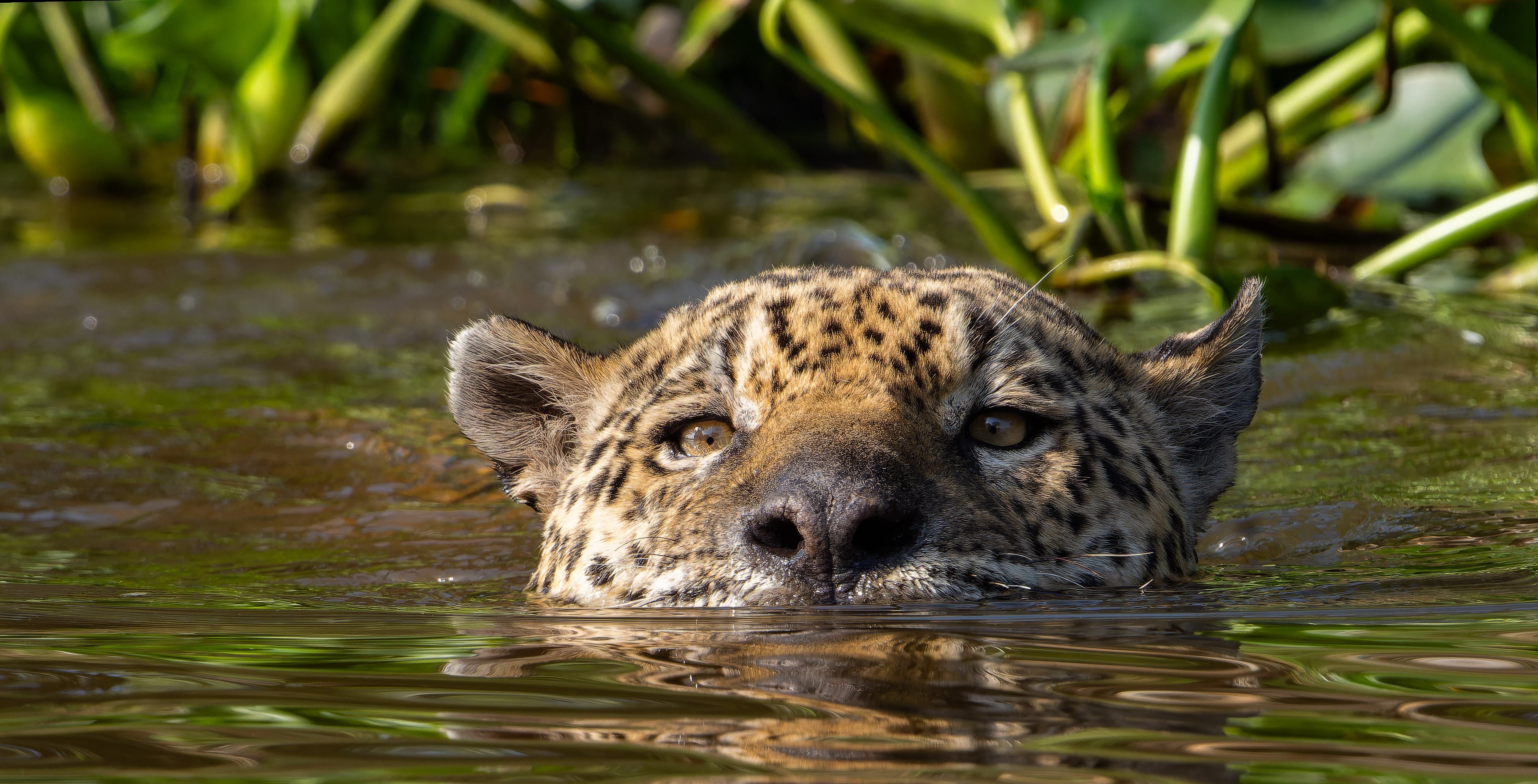Jaguar Quest Pantanal