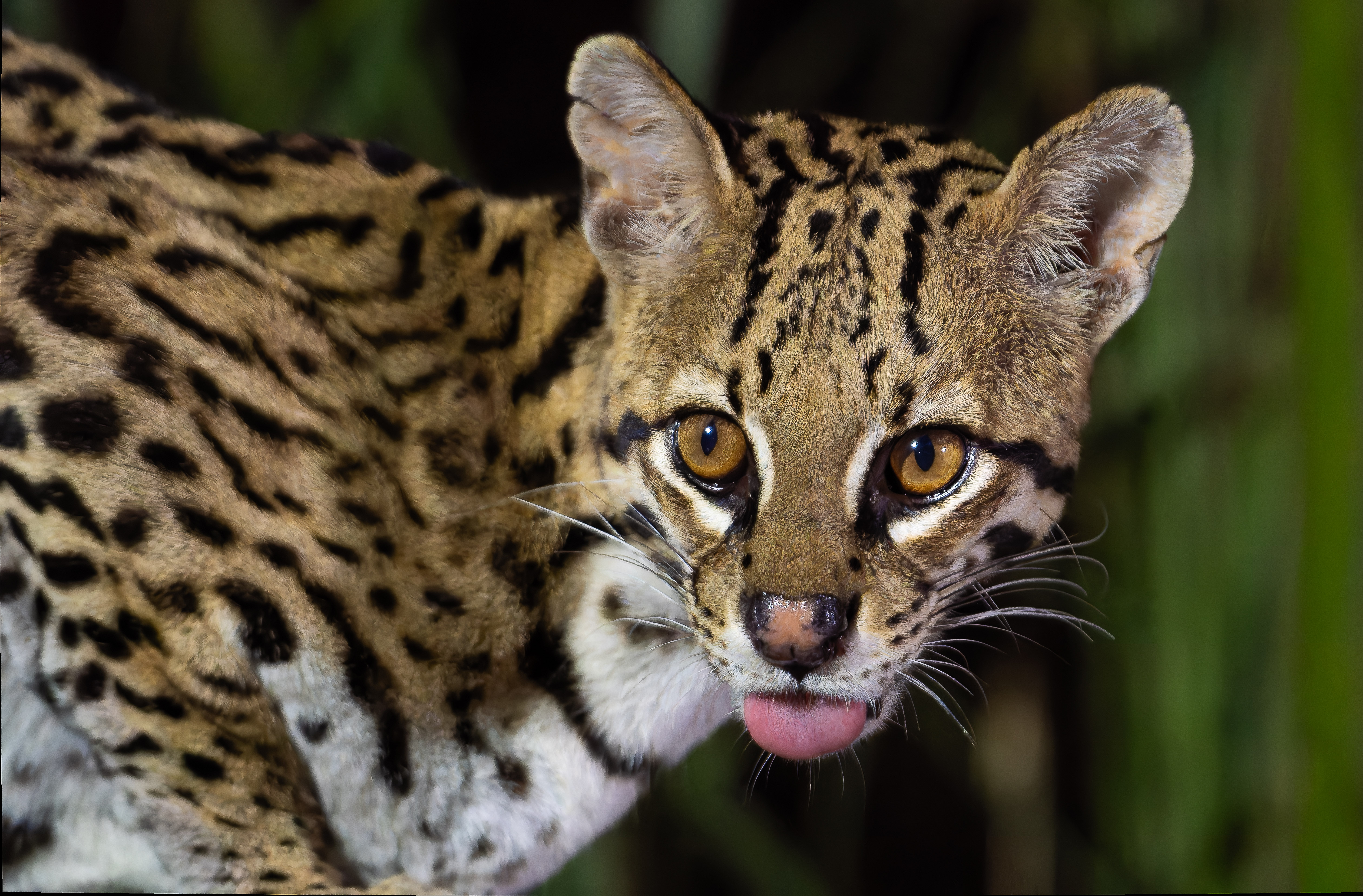 Jaguar Quest Pantanal 