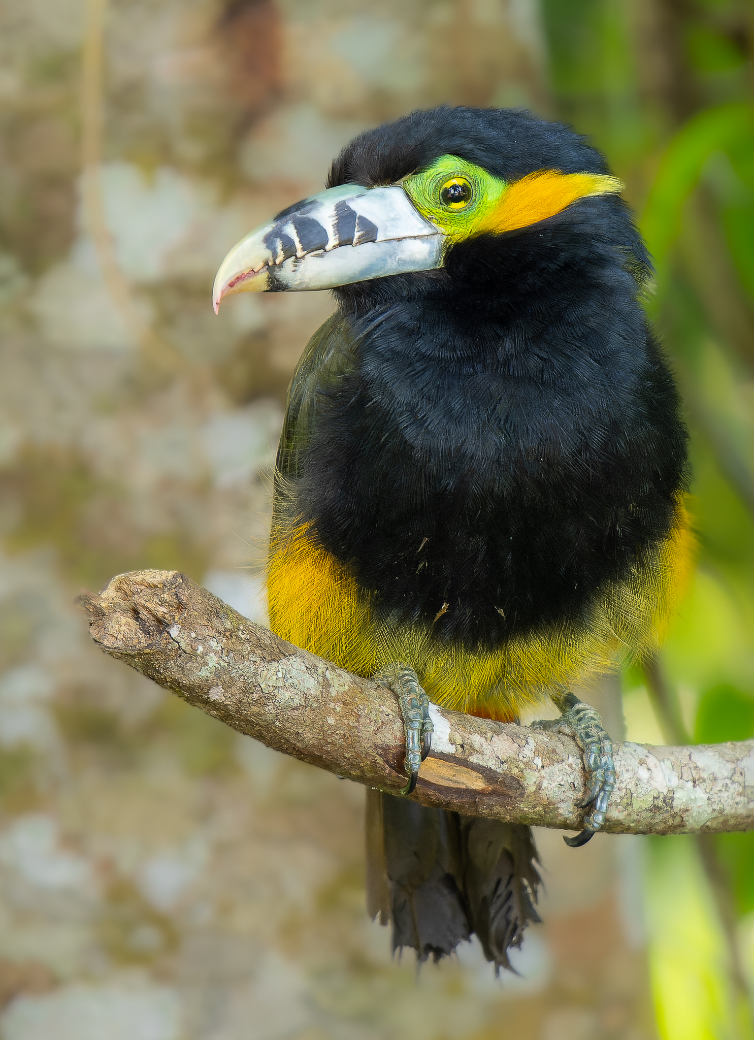 Atlantic Rainforest Colors 