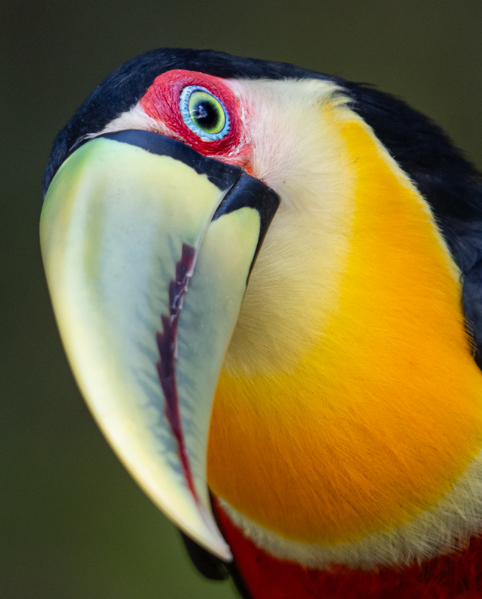Atlantic Rainforest Colors