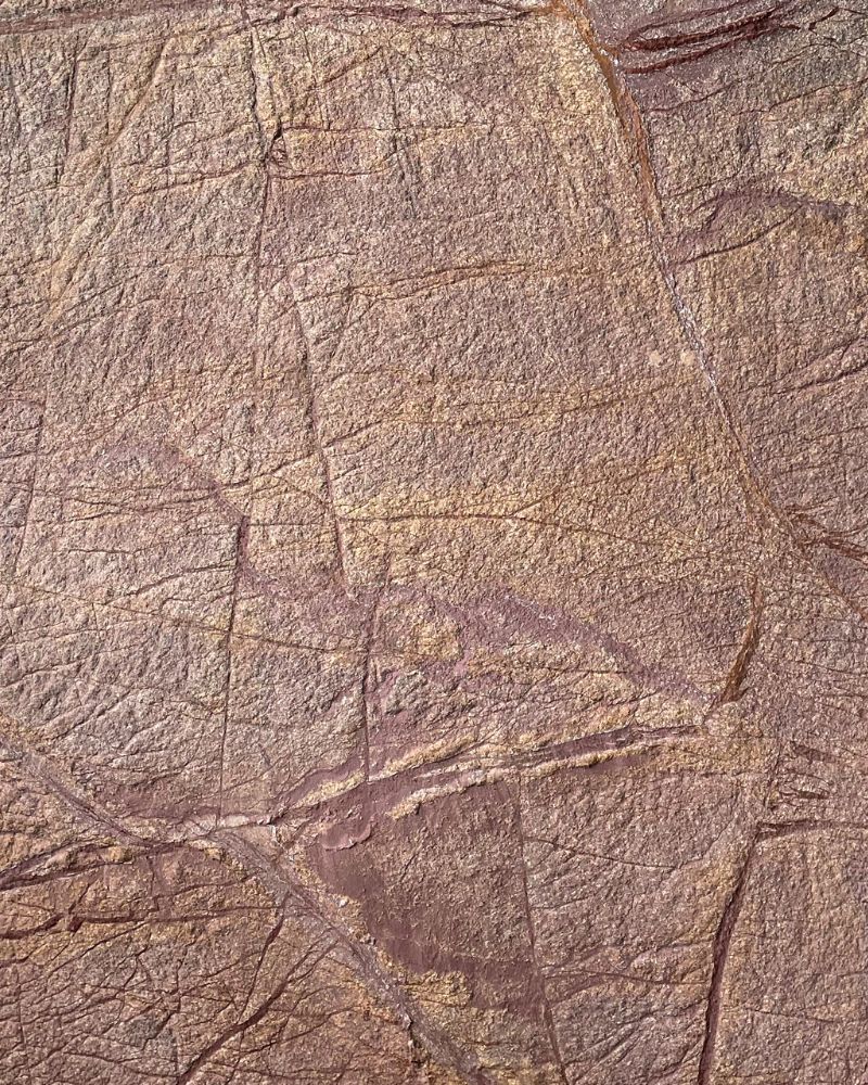 Rainforest Brown Bright