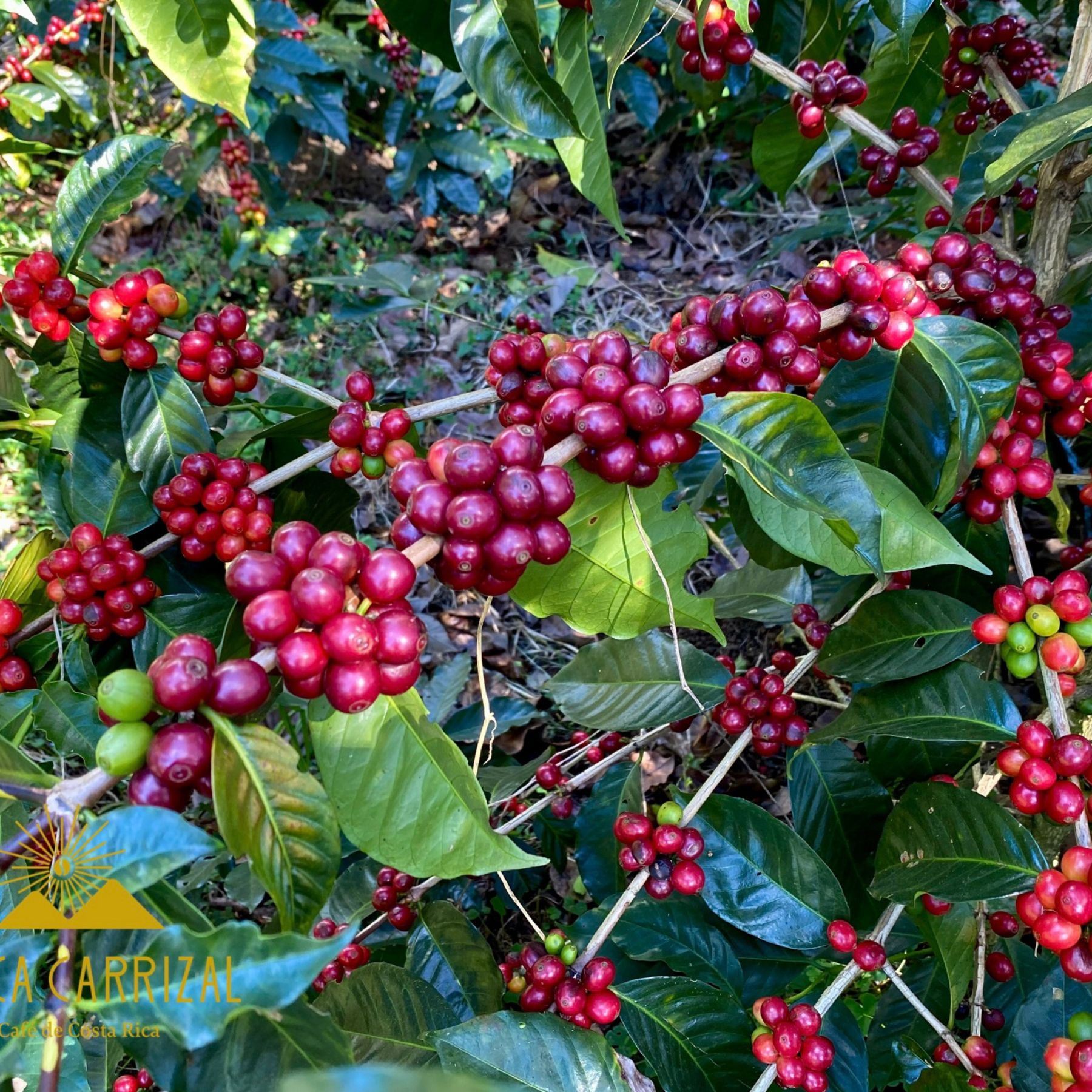 Costa Rica, Red Honey, Caturra
