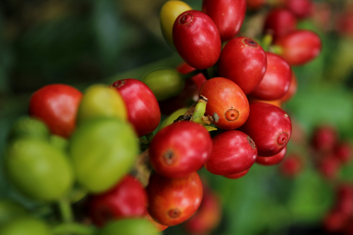 Ecuador, Washed, Sidra