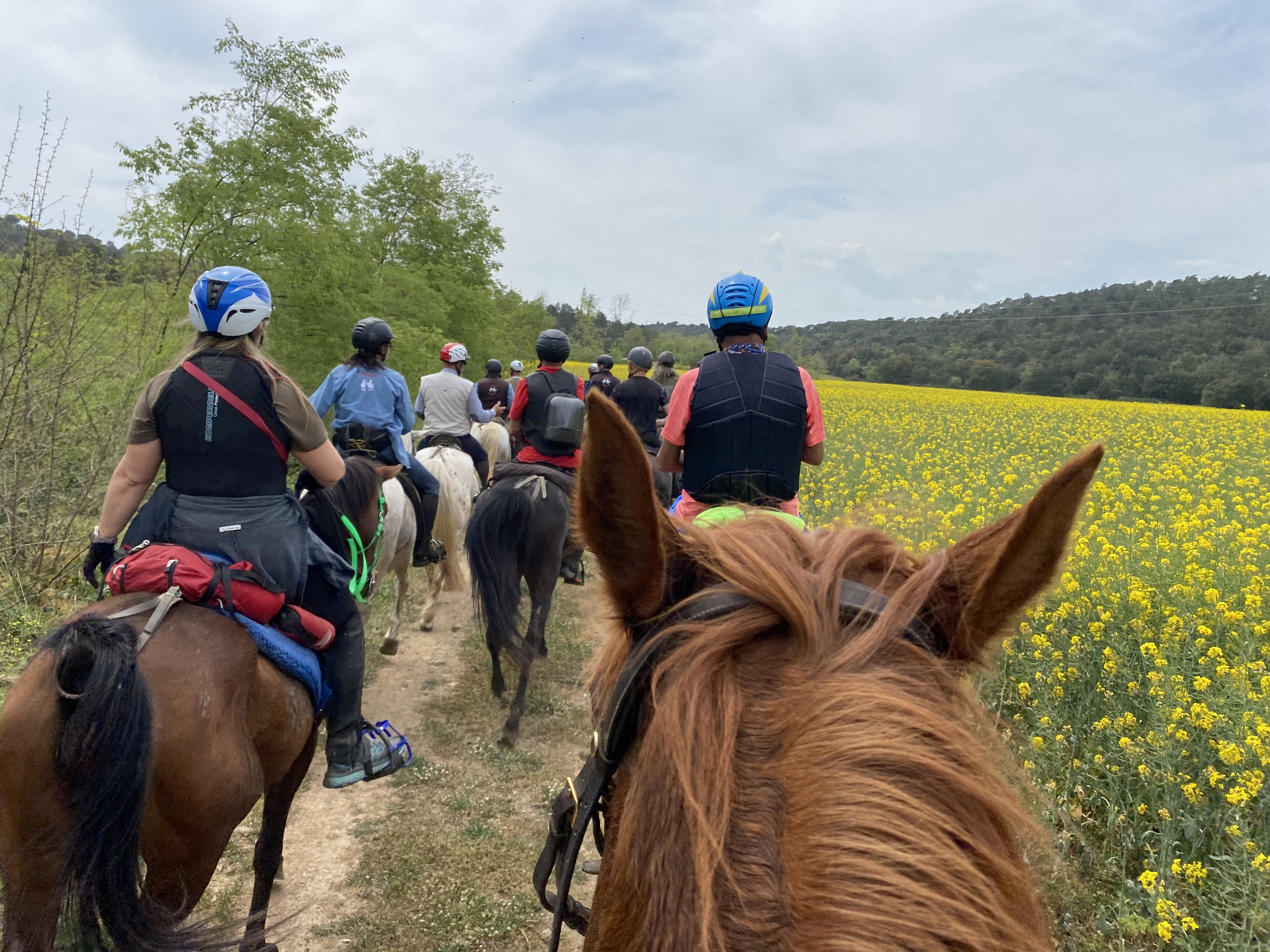 Skåne from horseback (Pic-nic)