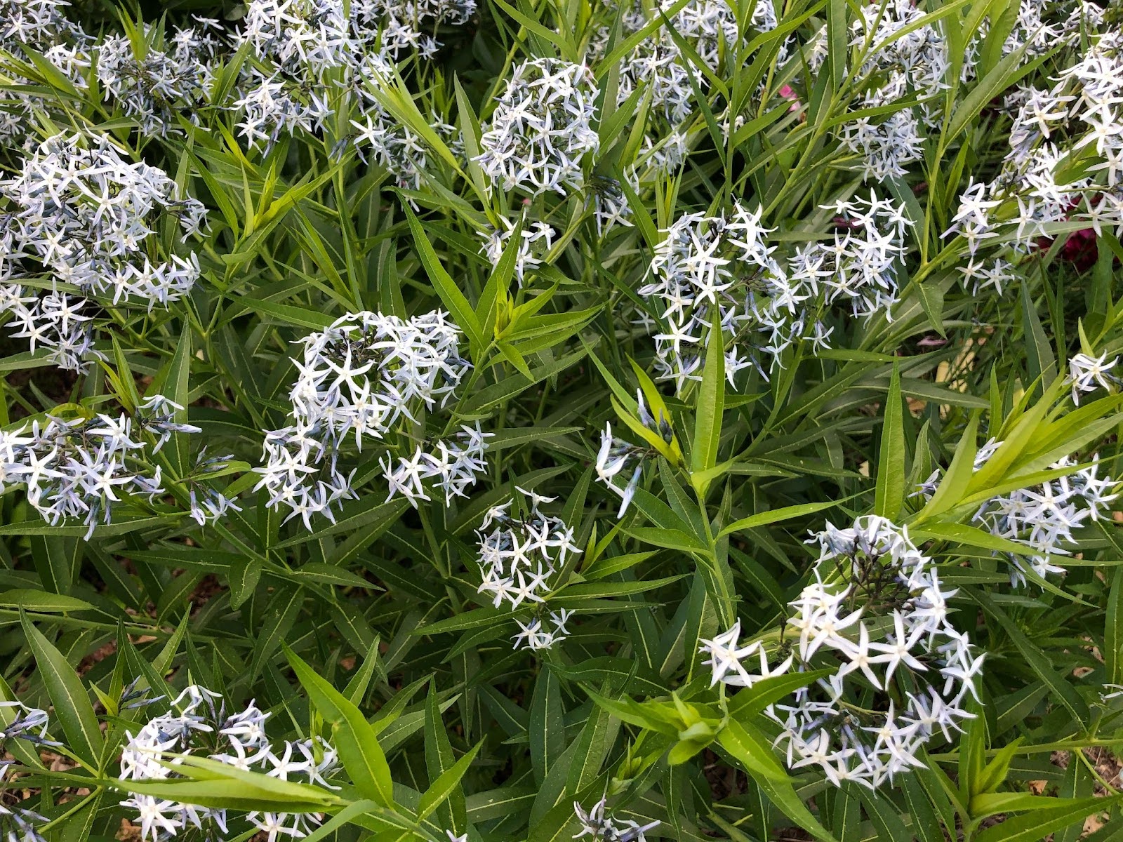 Amsonia tabernaemontana (Eastern Bluestar)