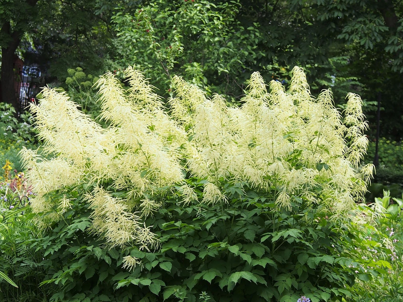Aruncus dioicus (Goatsbeard)