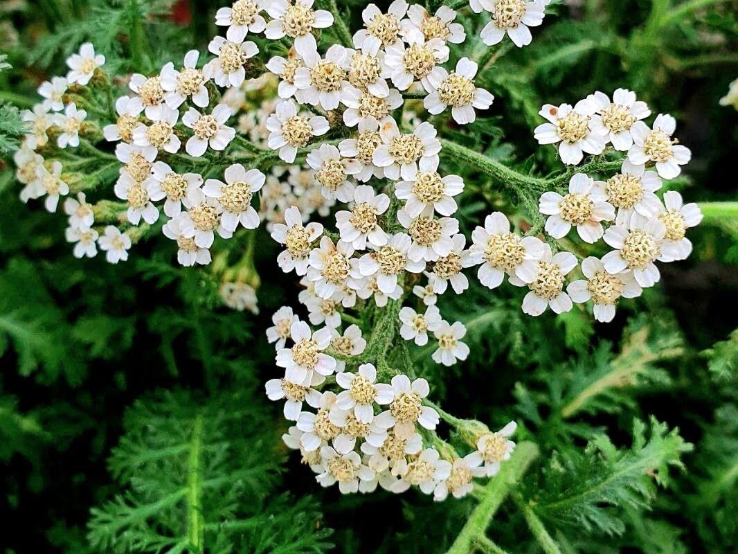 Achillea gracilis (Eastern Yarrow)