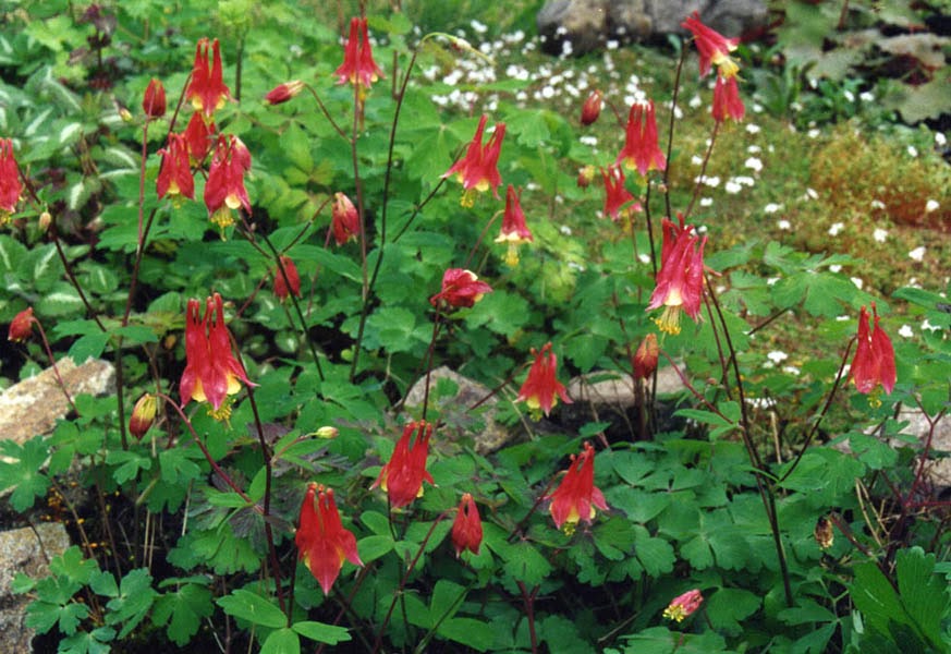 Aquilegia canadensis (Wild Columbine)