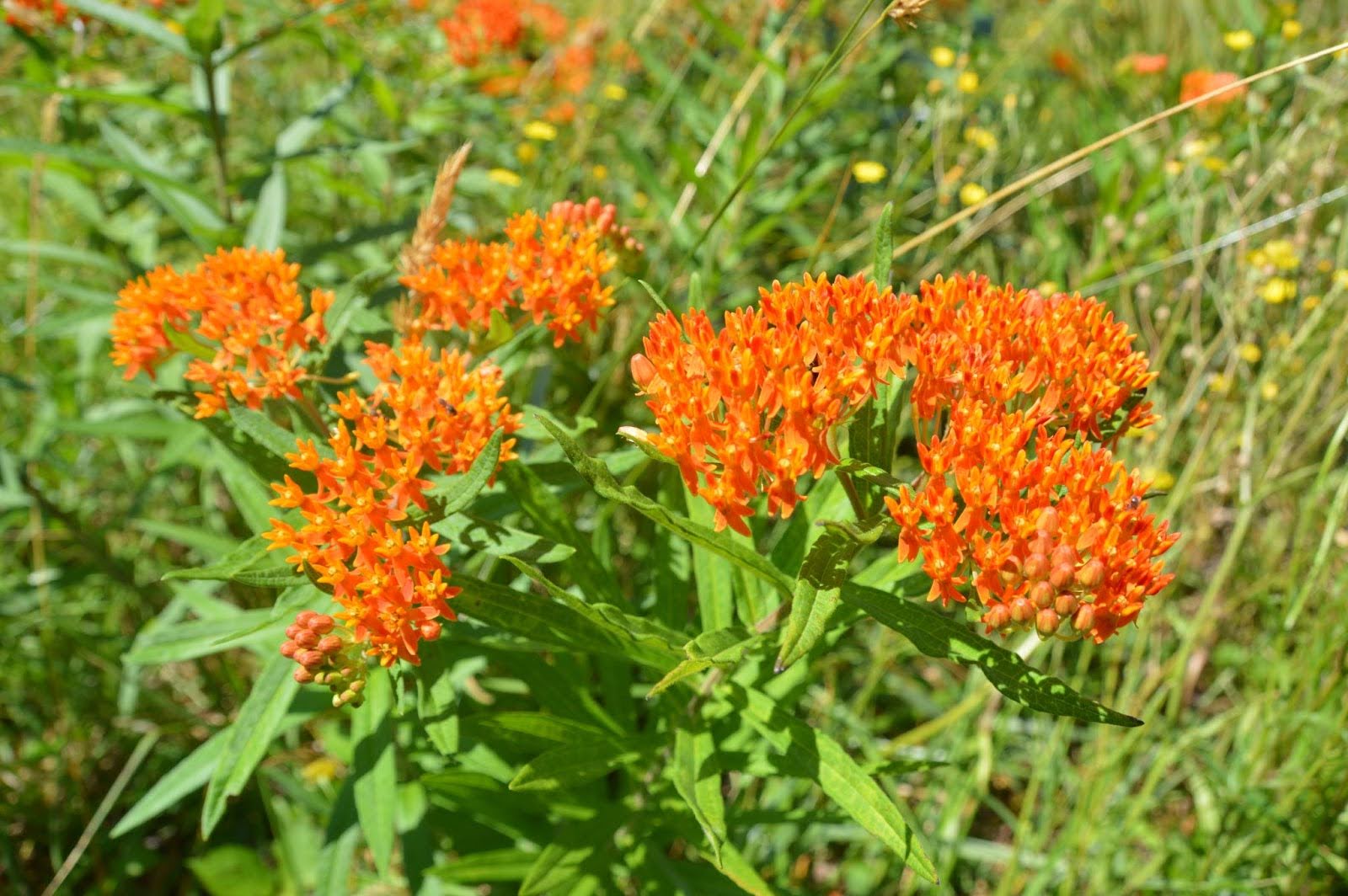 Asclepias tuberosa (Butterfly Milkweed)