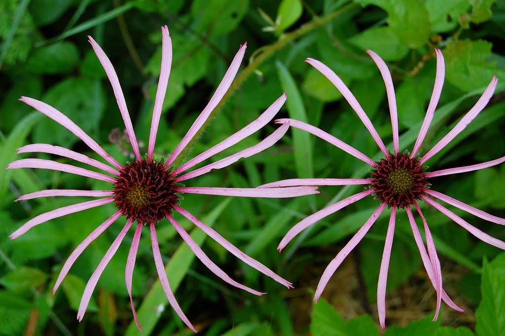 Echinacea pallida (Pale Purple Coneflower)