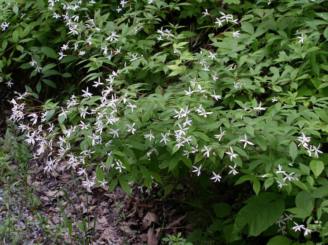 Gillenia trifoliata (Bowman's Root)