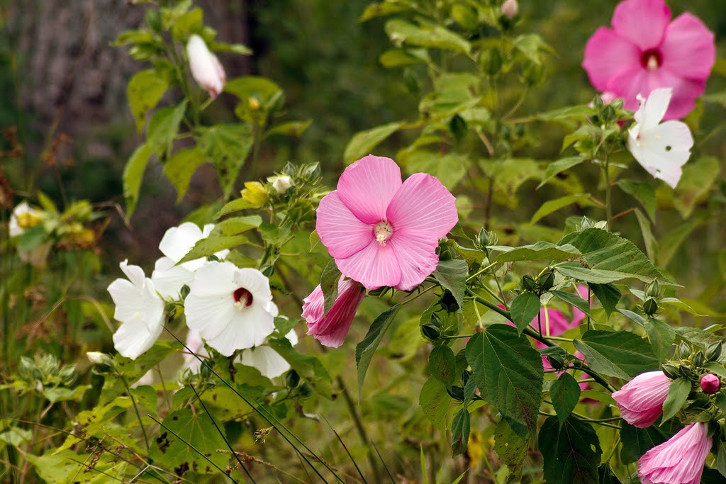 Hibiscus moscheutos (Swamp Rose Mallow)