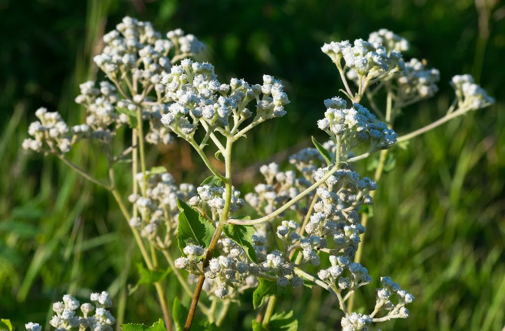 Parthenium integrifolium (Wild Quinine)