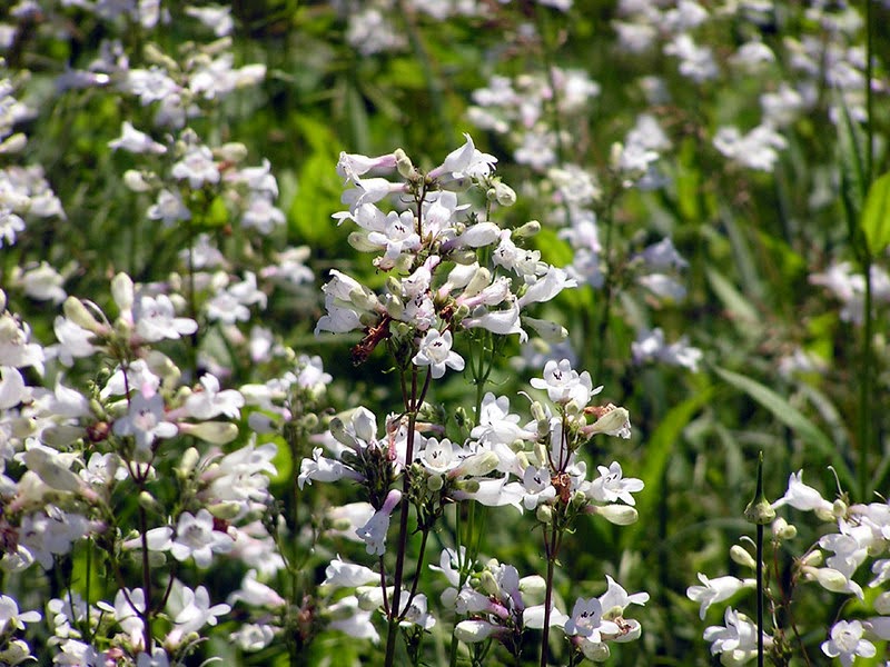 Penstemon digitalis (Foxglove Beardtongue)