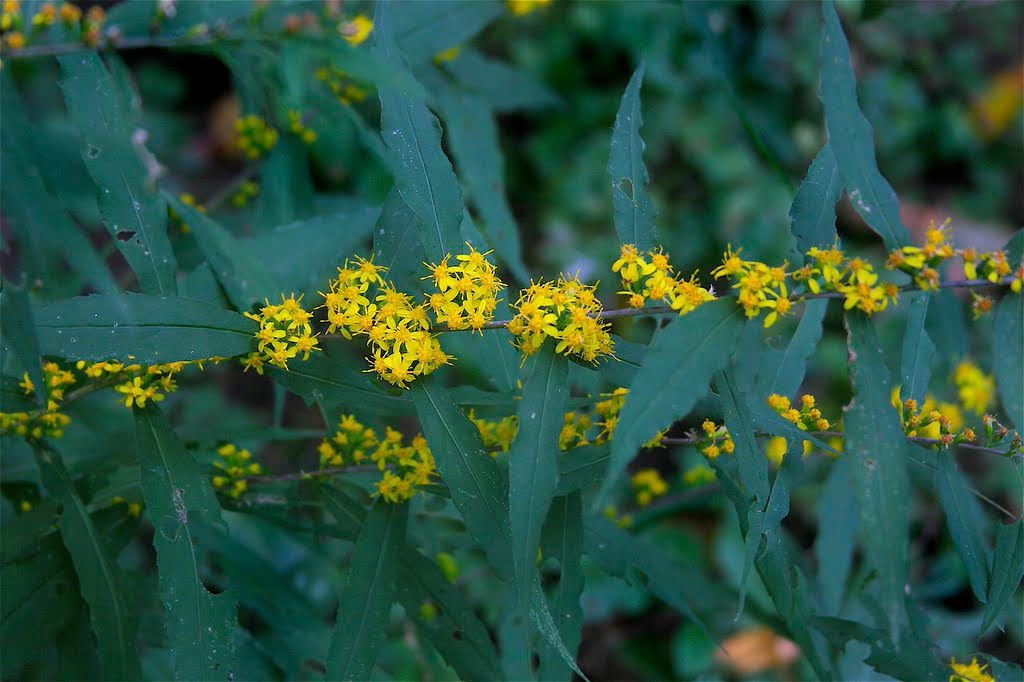 Solidago caesia (Blue-Stemmed Goldenrod)