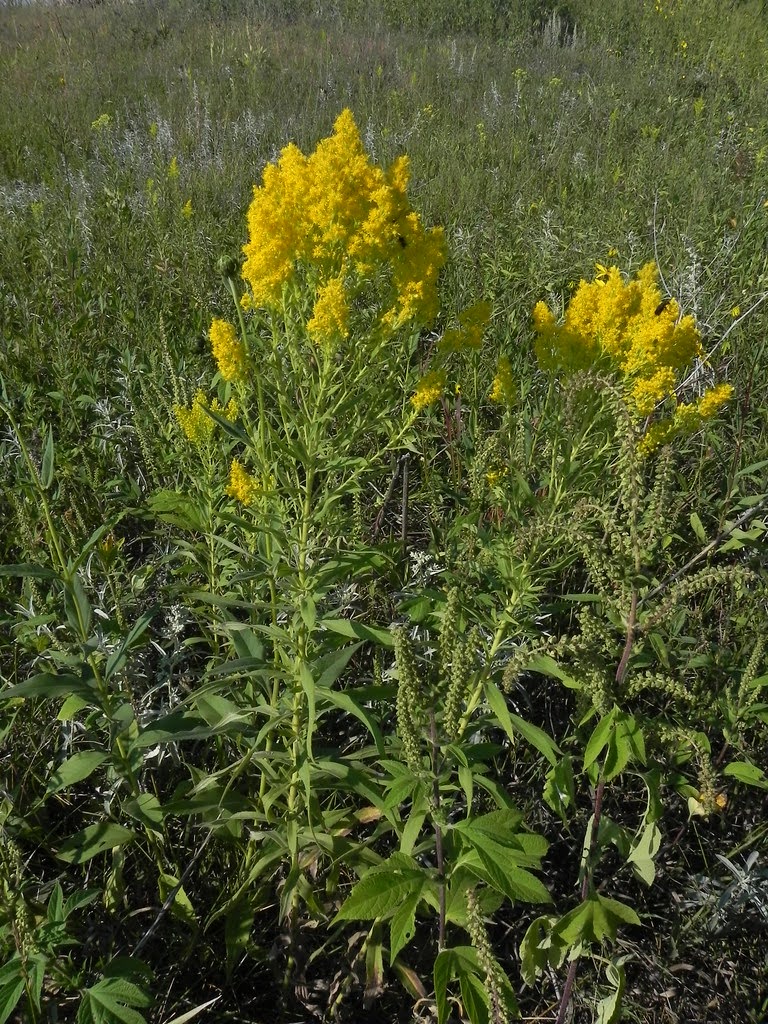 Solidago speciosa (Showy Goldenrod)