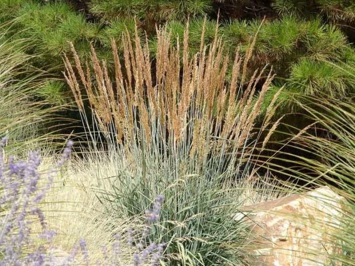 Sorghastrum nutans (Indiangrass)