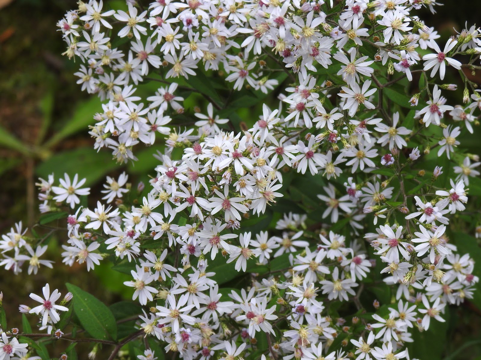 Symphyotrichum cordifolium (Blue Wood Aster)