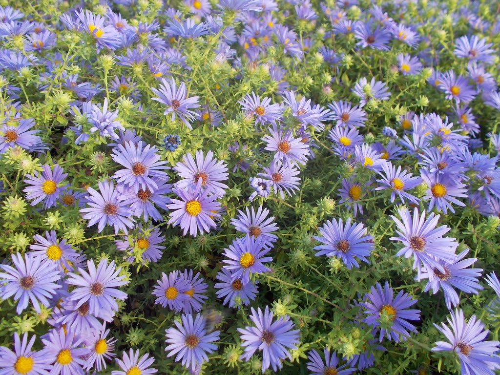 Symphyotrichum oblongifolium (Aromatic Aster)