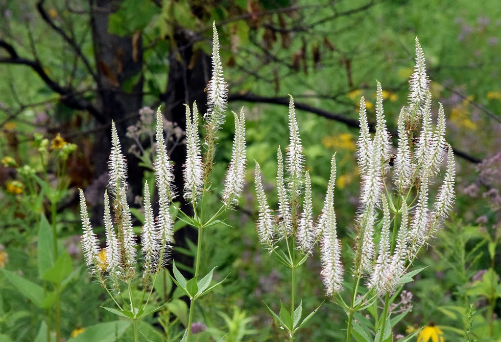Veronicastrum virginicum (Culver's Root)