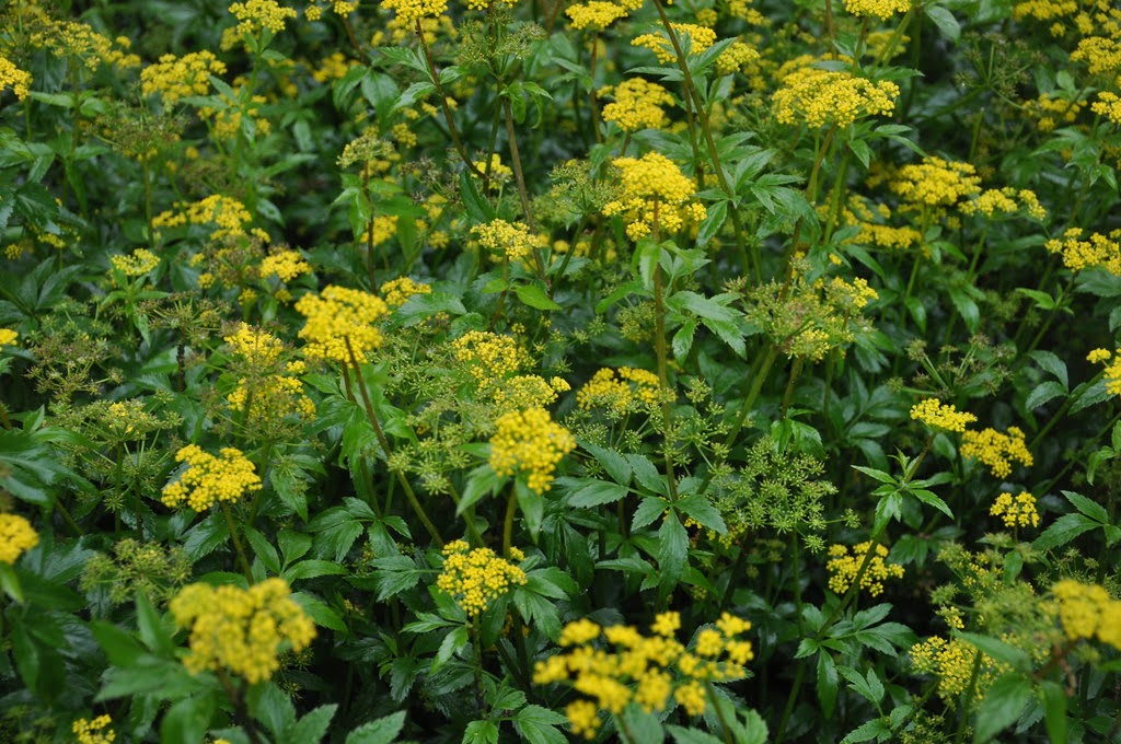 Zizia aurea (Golden Alexander)