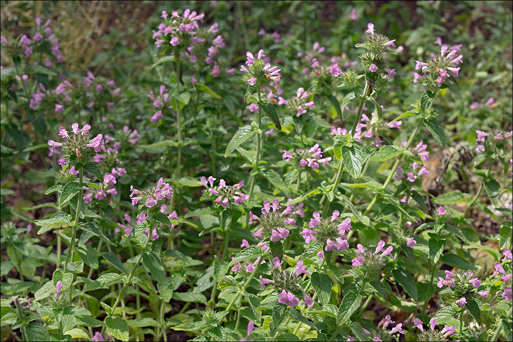 Clinopodium vulgare (Wild Basil)