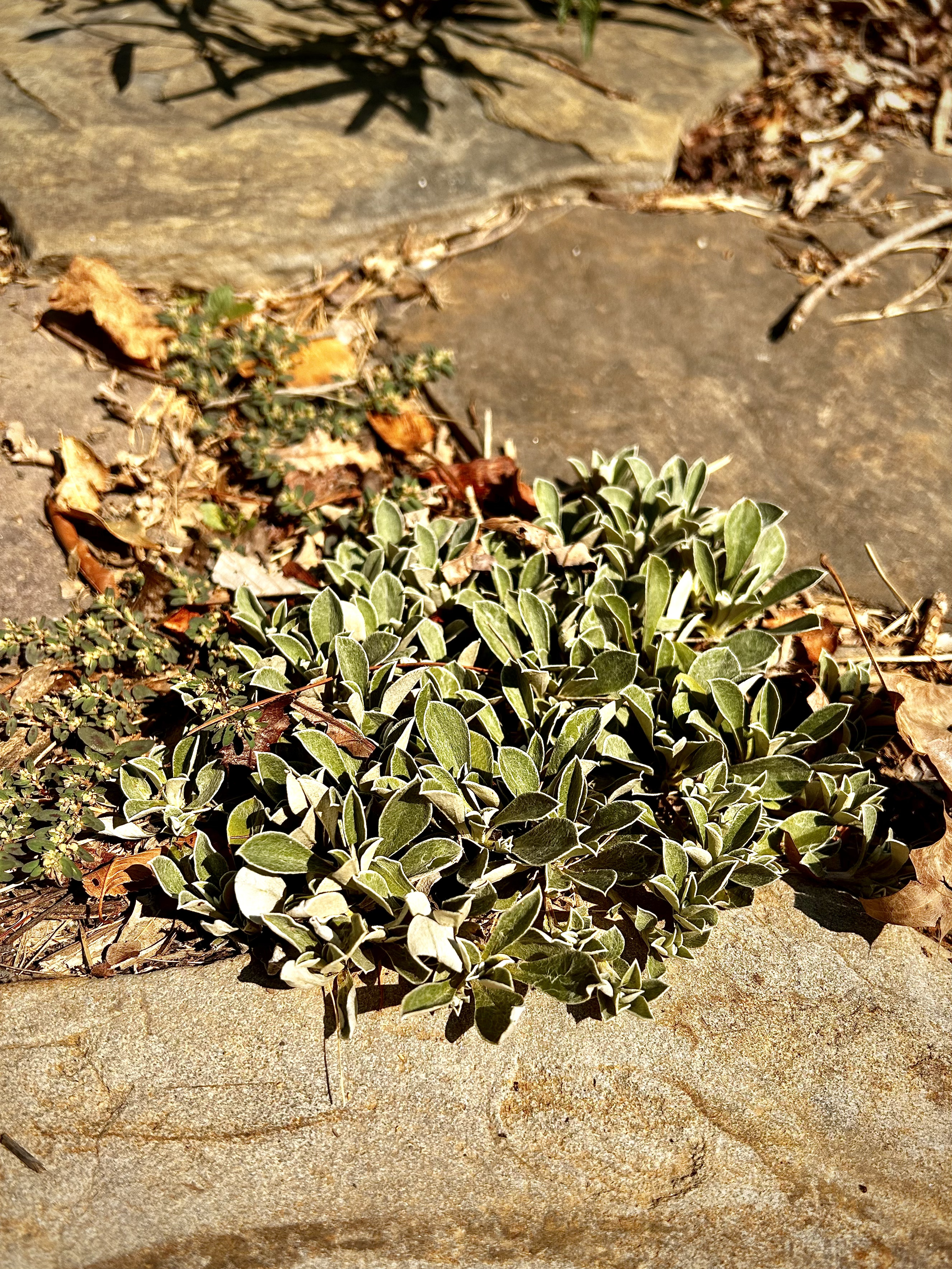 Antennaria plantaginifolia (Pussytoes)