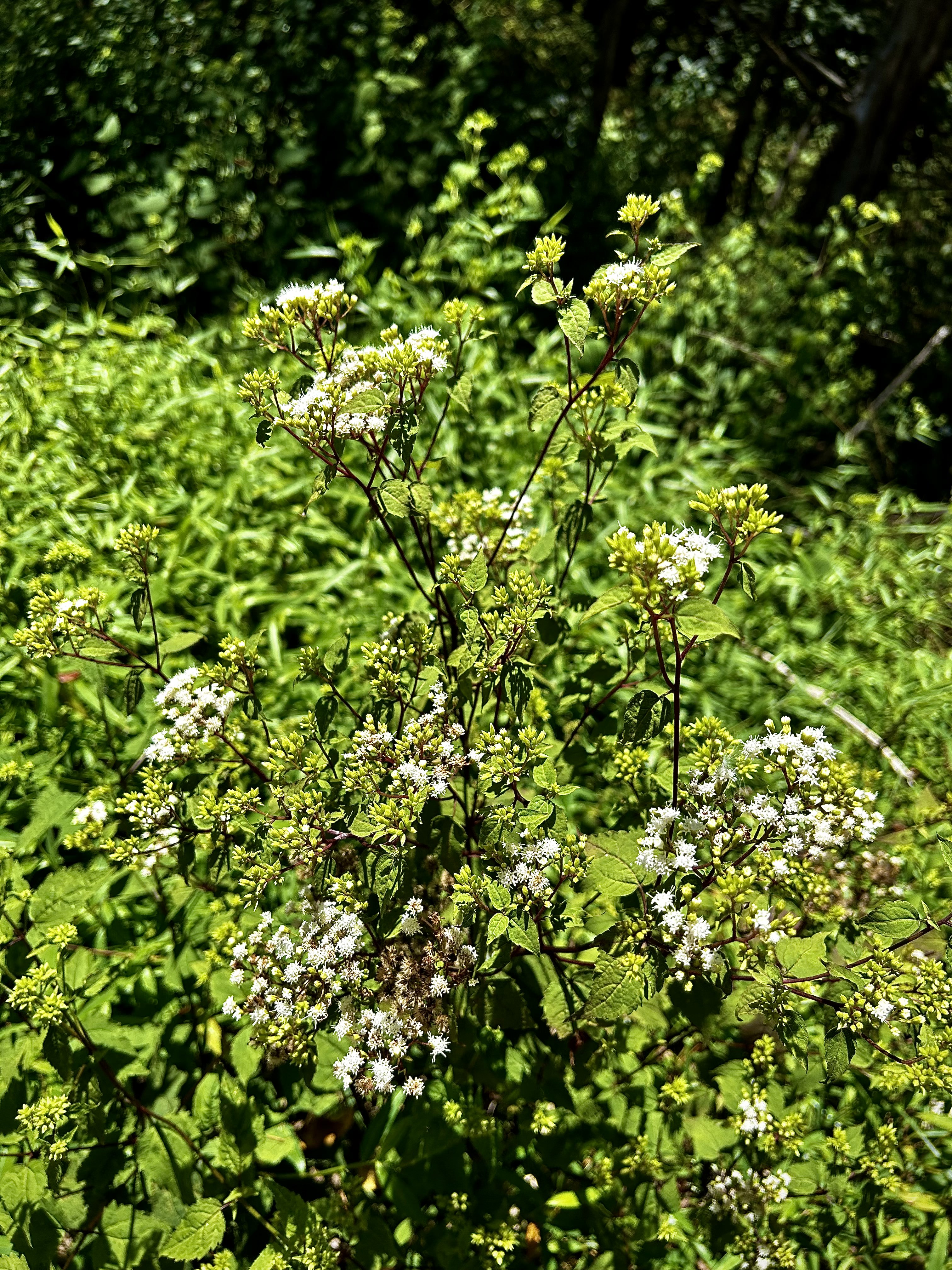Ageratina altissima (Snakeroot)