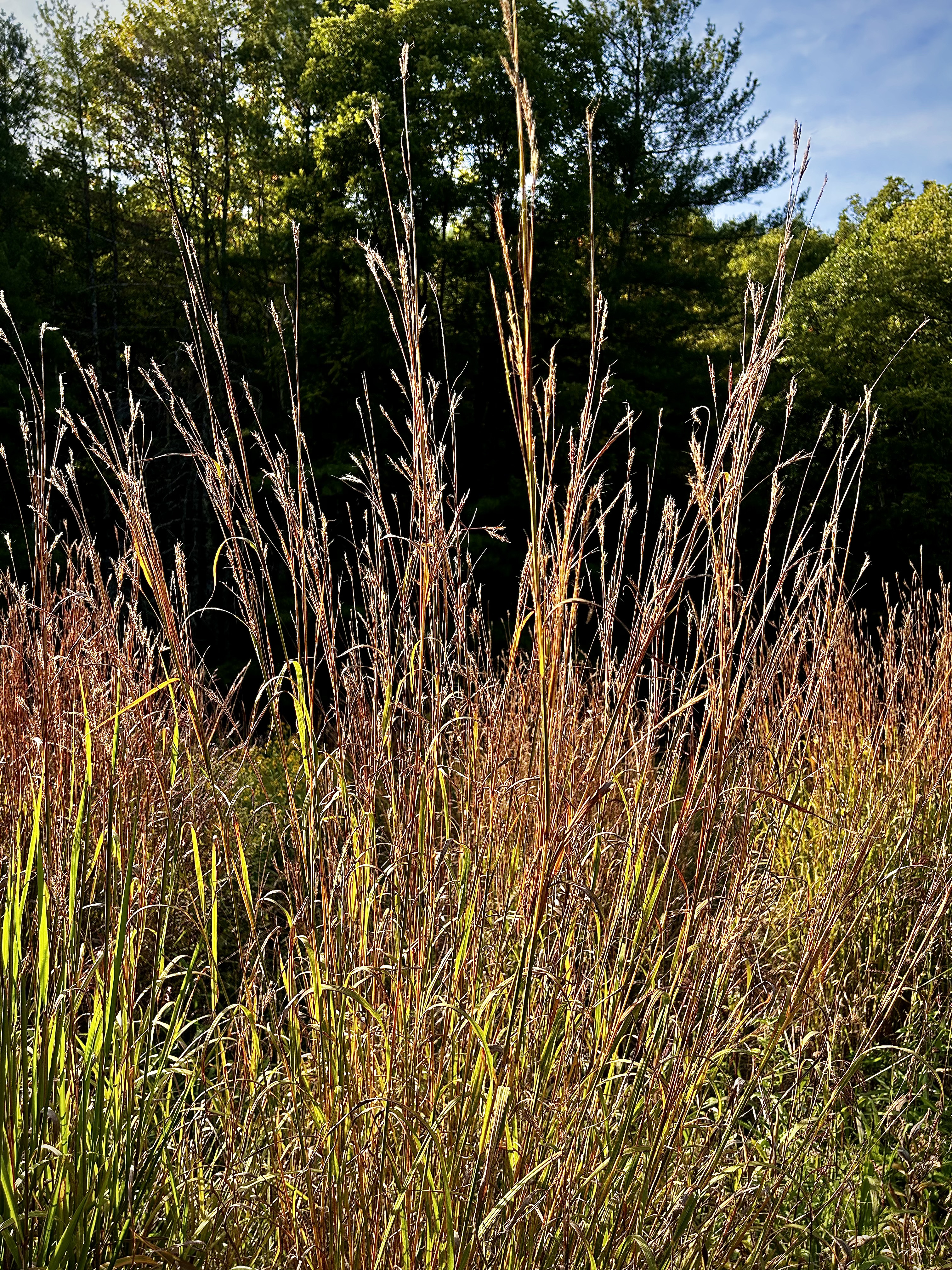 Andropogon gerardii (Big Bluestem)