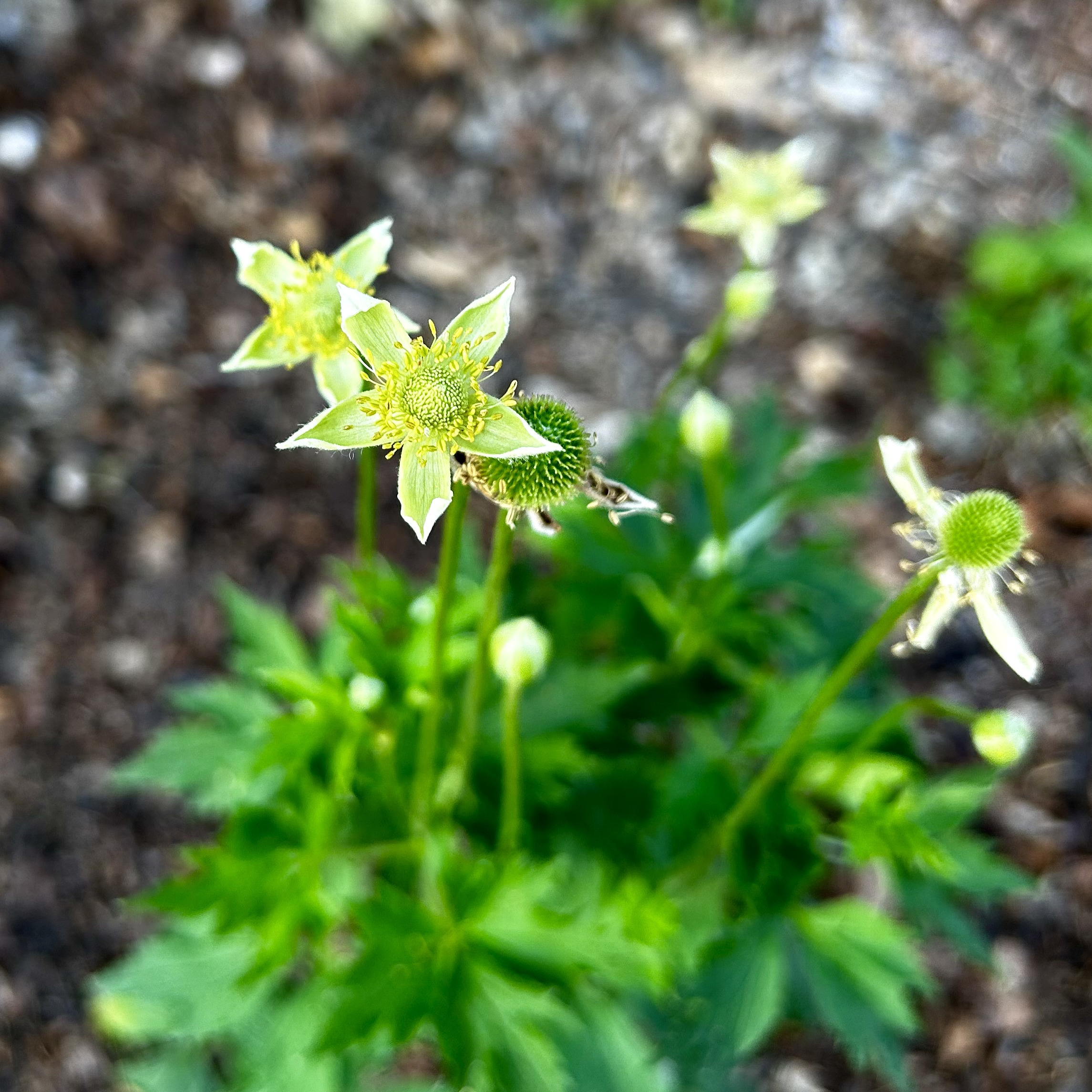 Anemone virginiana (Tall Thimbleweed)