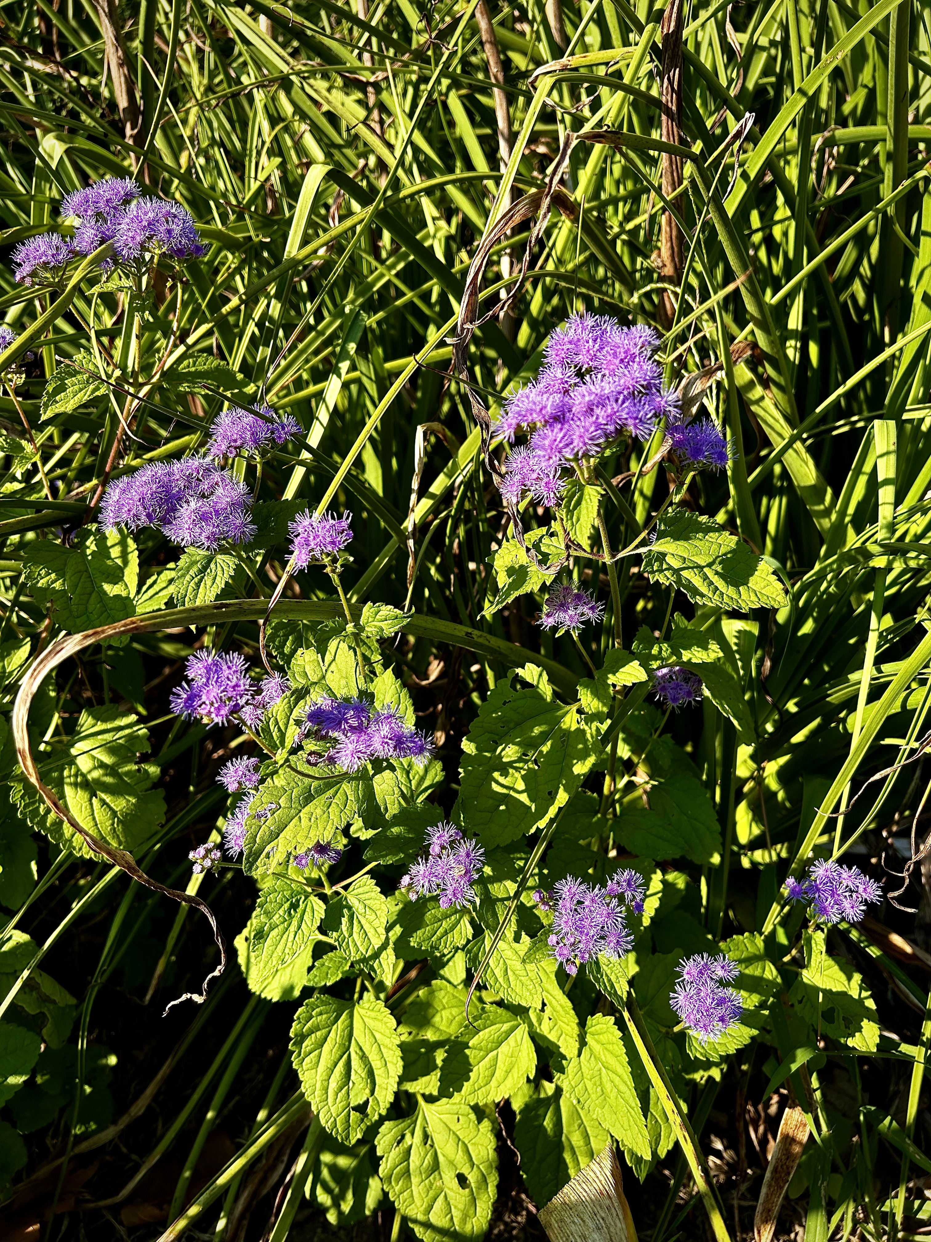 Conoclinium coelestinum (Blue Mistflower)