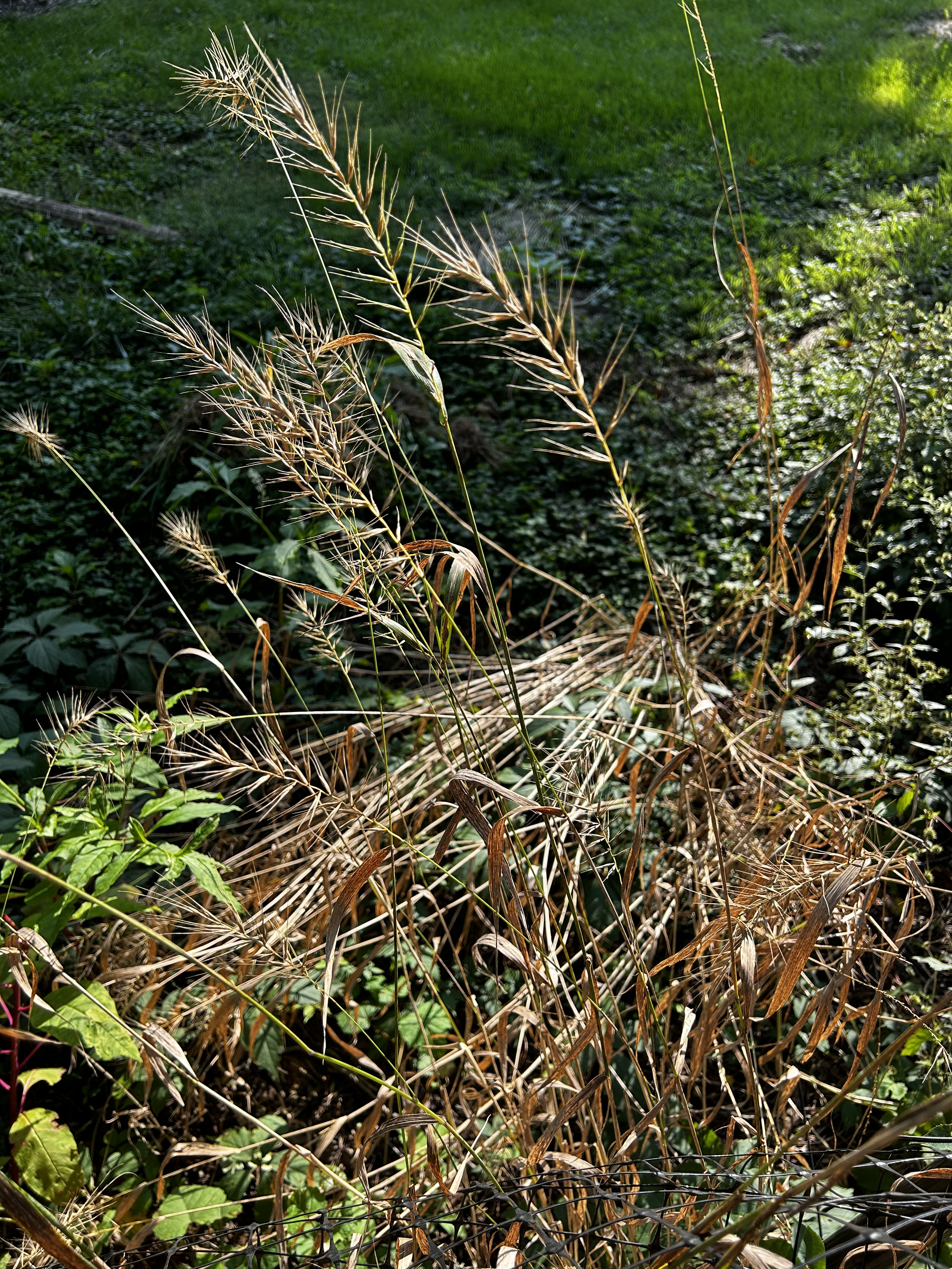 Elymus hystrix (Bottlebrush Grass)
