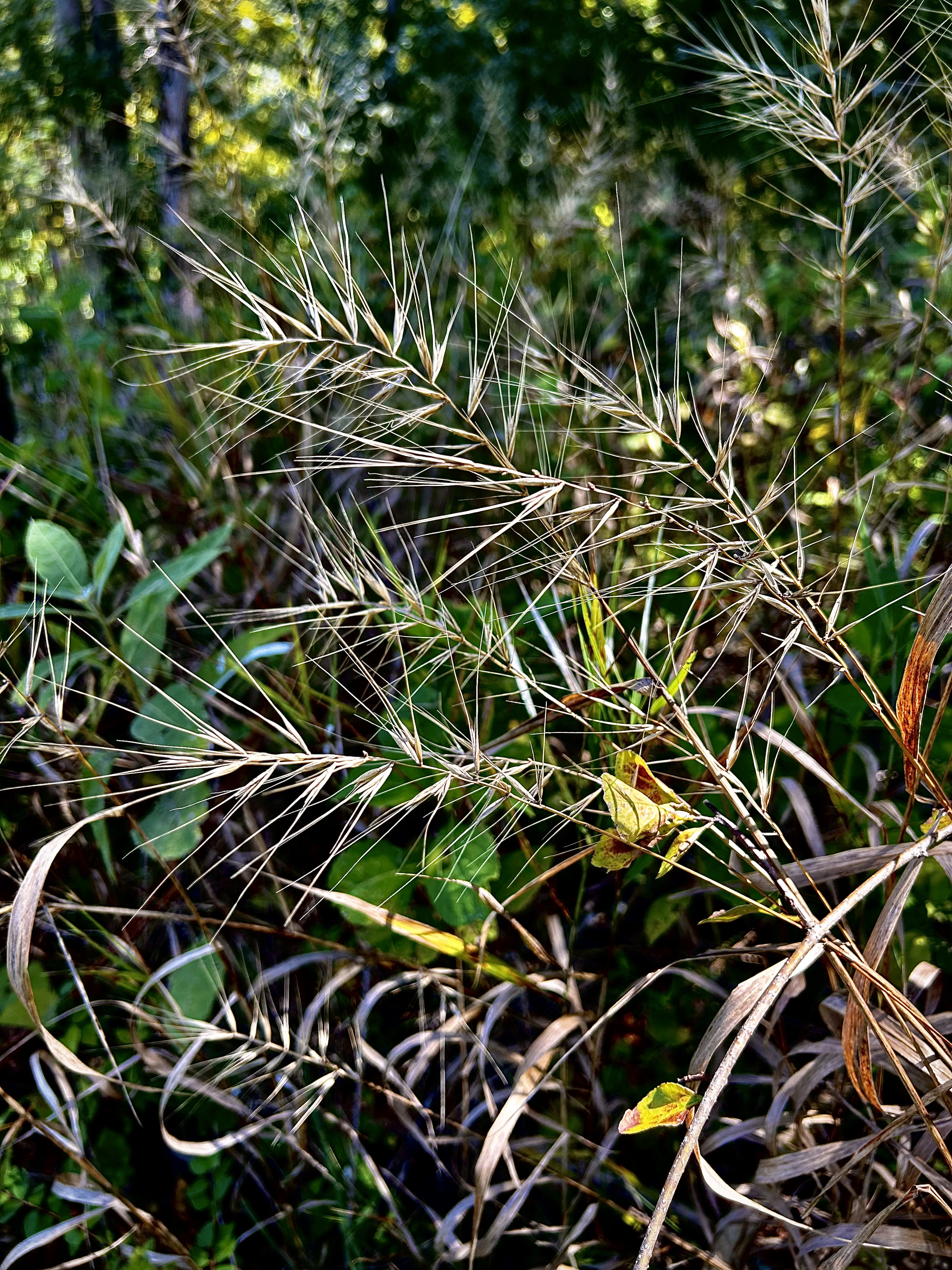 Elymus hystrix (Bottlebrush Grass)