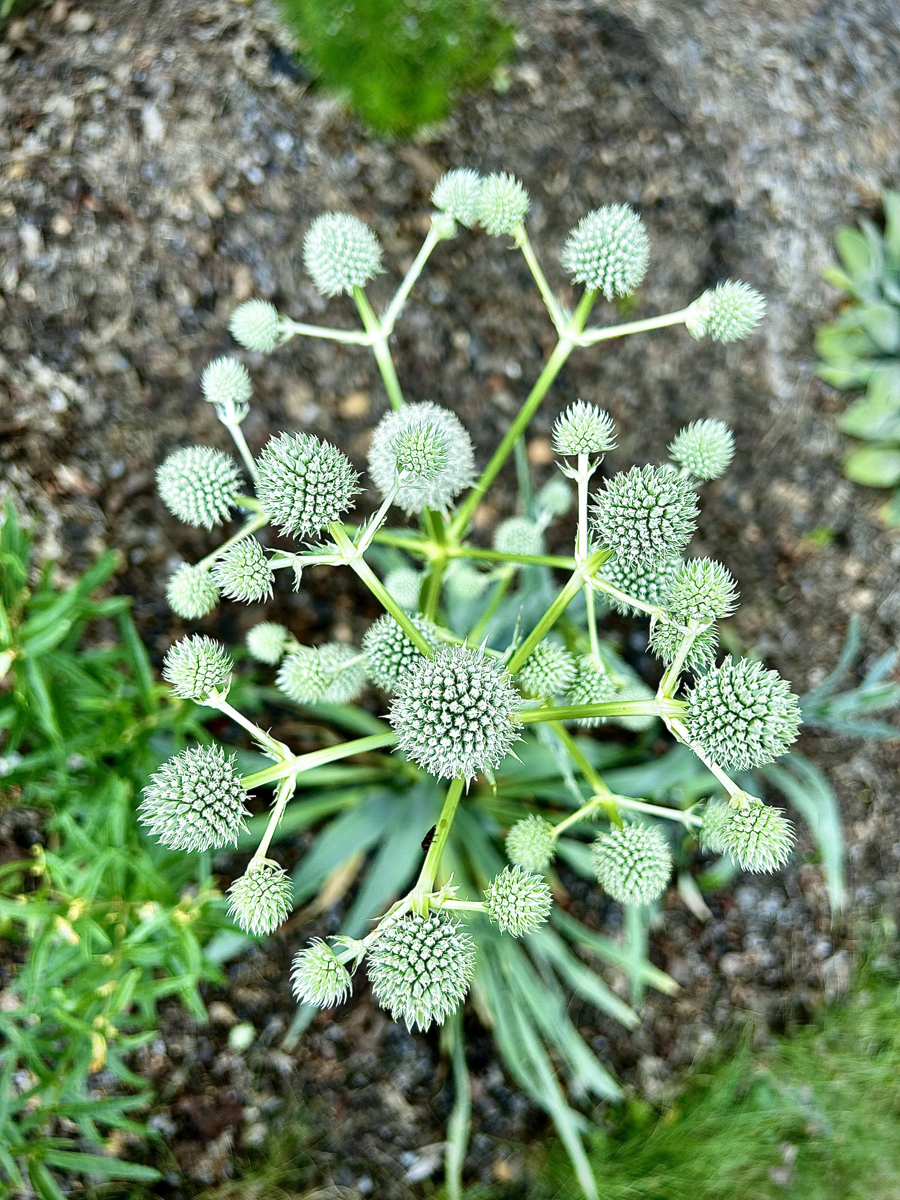 Eryngium yuccifolium (Rattlesnake Master)