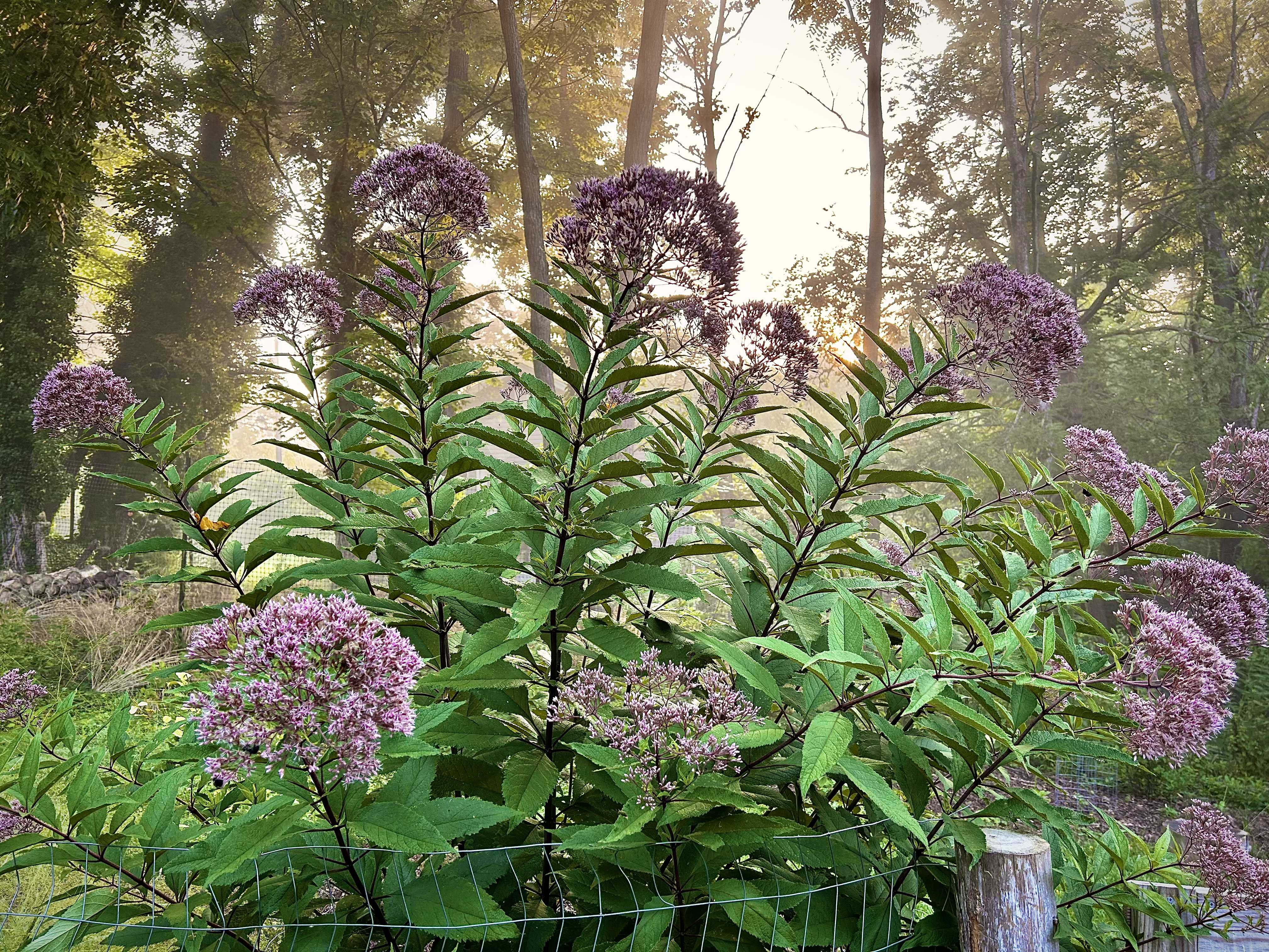 Eutrochium maculatum (Spotted Joe-Pye Weed)